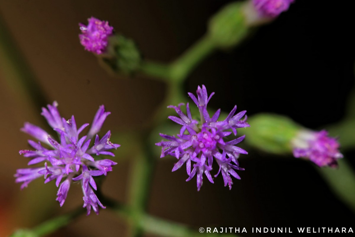 Cyanthillium cinereum (L.) H.Rob.